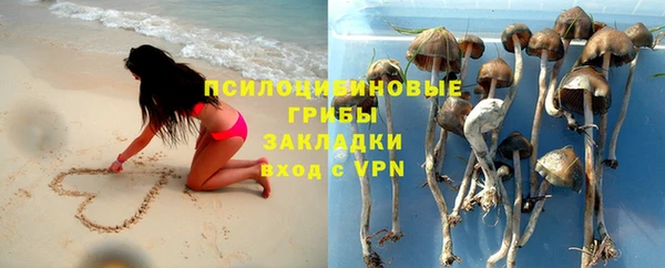 прущие грибы Аркадак